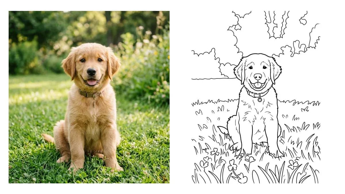 Before and after of a golden retriever photo turned into a custom coloring page